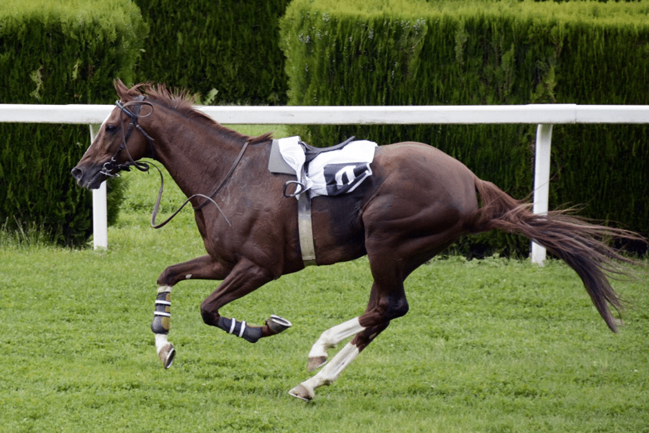 Jumping to Dressage