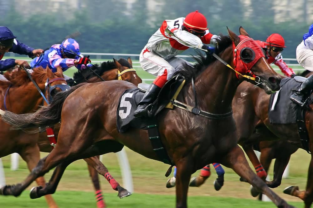 Thoroughbred racehorses in numbered saddles fiercely compete mid-race, exemplifying the excitement of stakes racing.